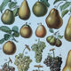 Planche botanique “Fruits” - 30,5x22cm