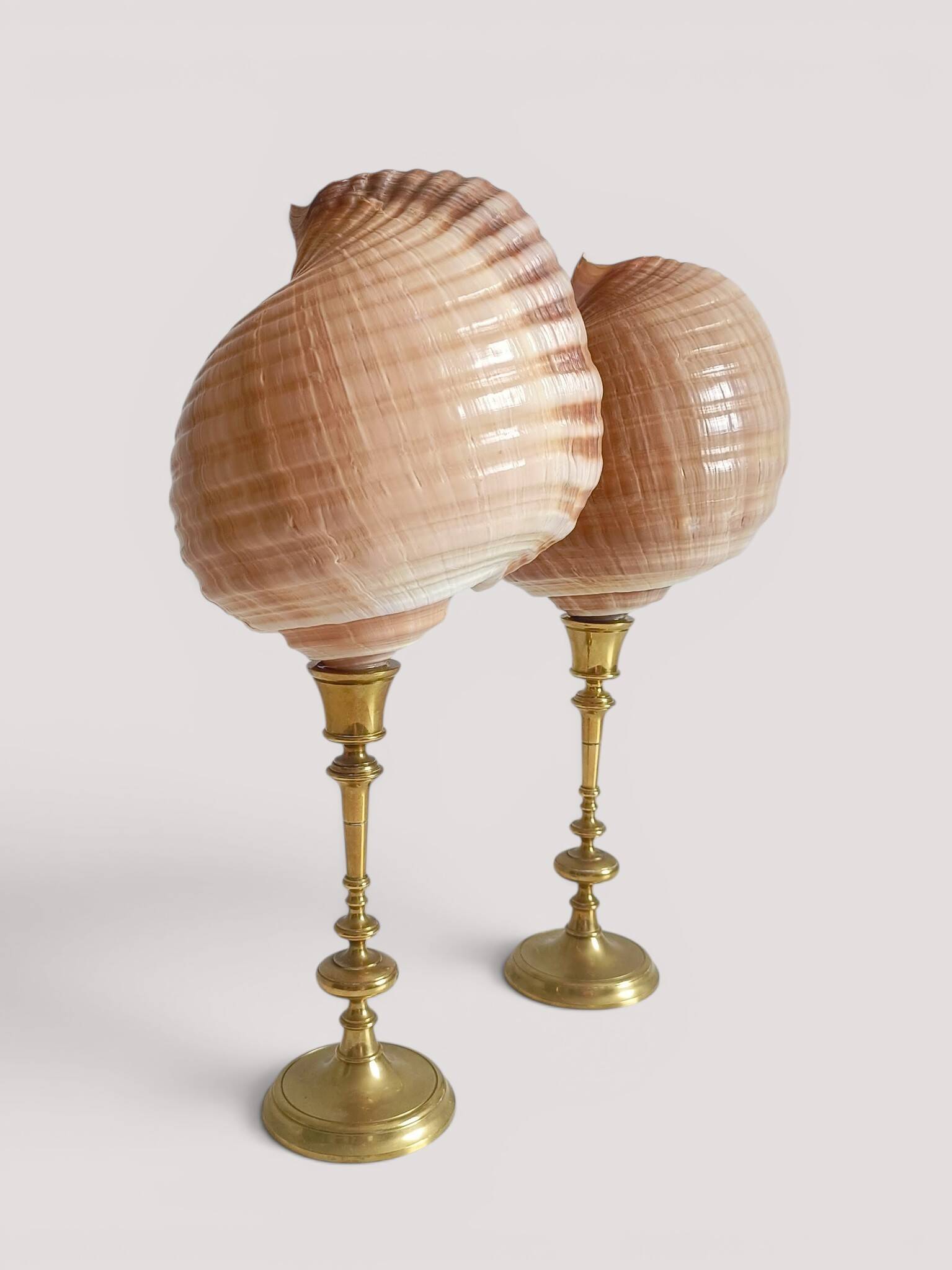 Pair of natural shells on a mid-century Swedish Skultuna brass candelabrum.