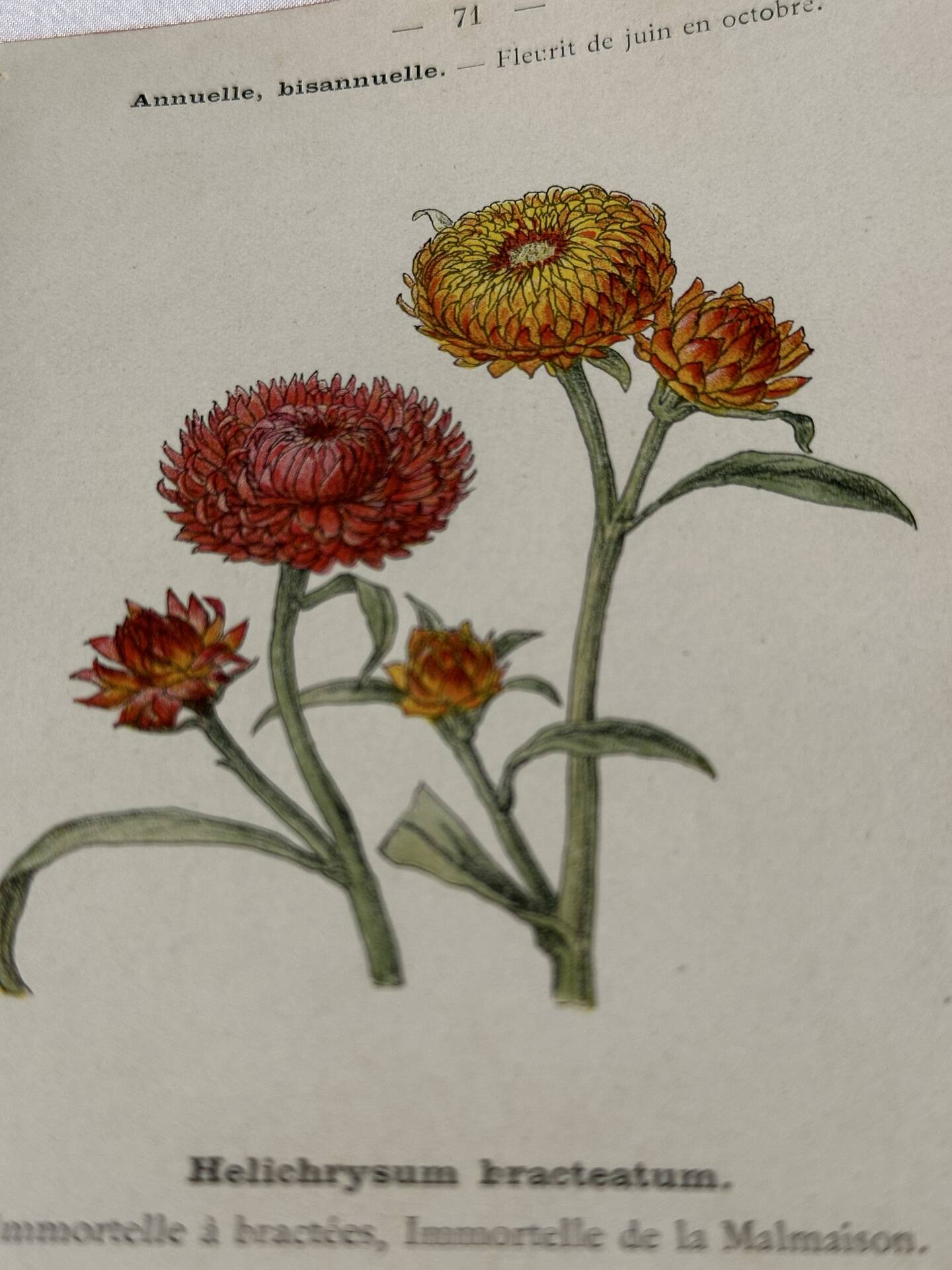 🌿 Botanical Plate Old Naturalist Engraving 19th Century Double-Sided