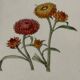 🌿 Botanical Plate Old Naturalist Engraving 19th Century Double-Sided