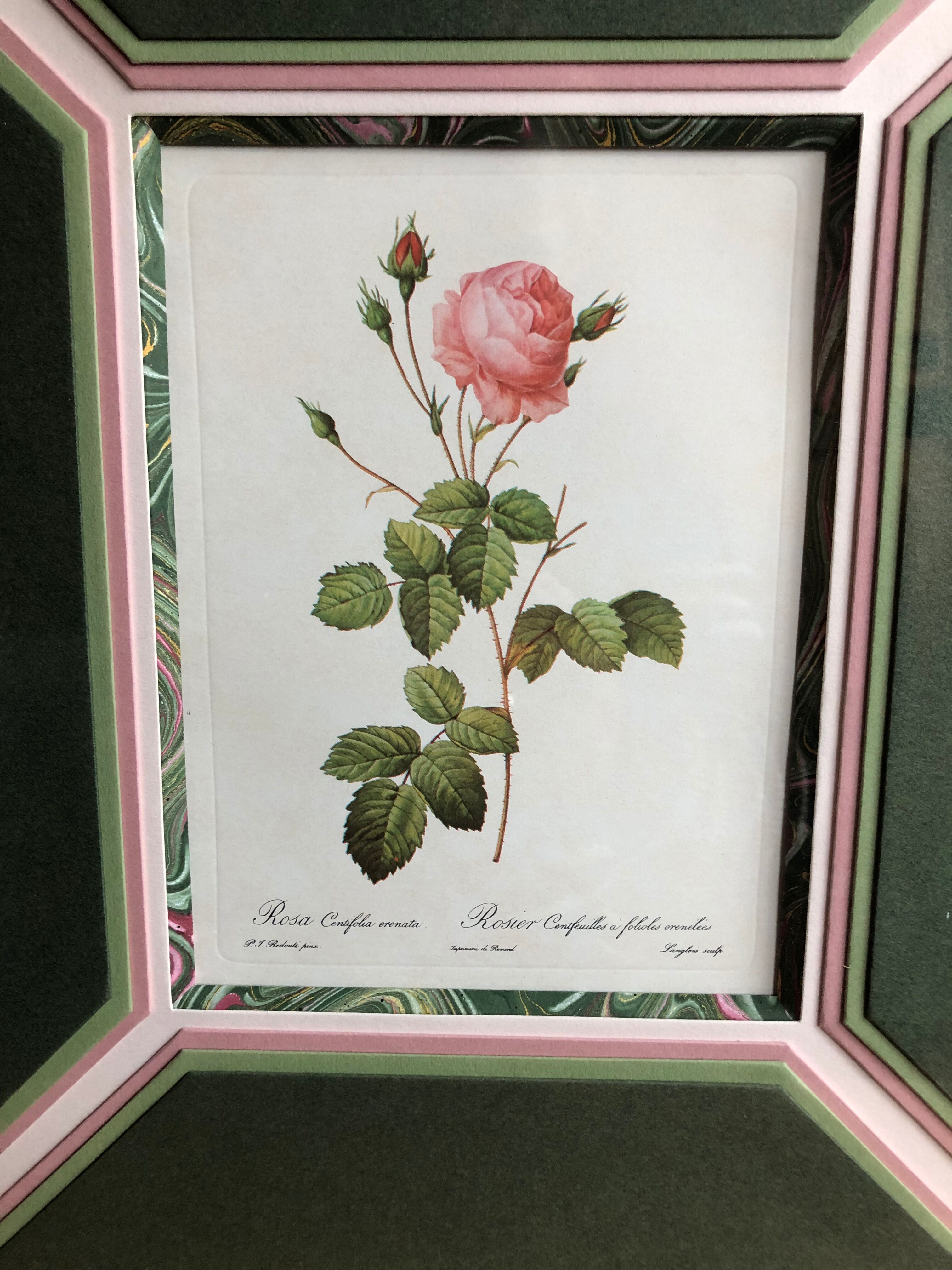 Old lithography botanical plate rose hundred sheets & golden frame vintage