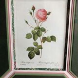 Old lithography botanical plate rose hundred sheets & golden frame vintage