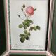 Old lithography botanical plate rose hundred sheets & golden frame vintage