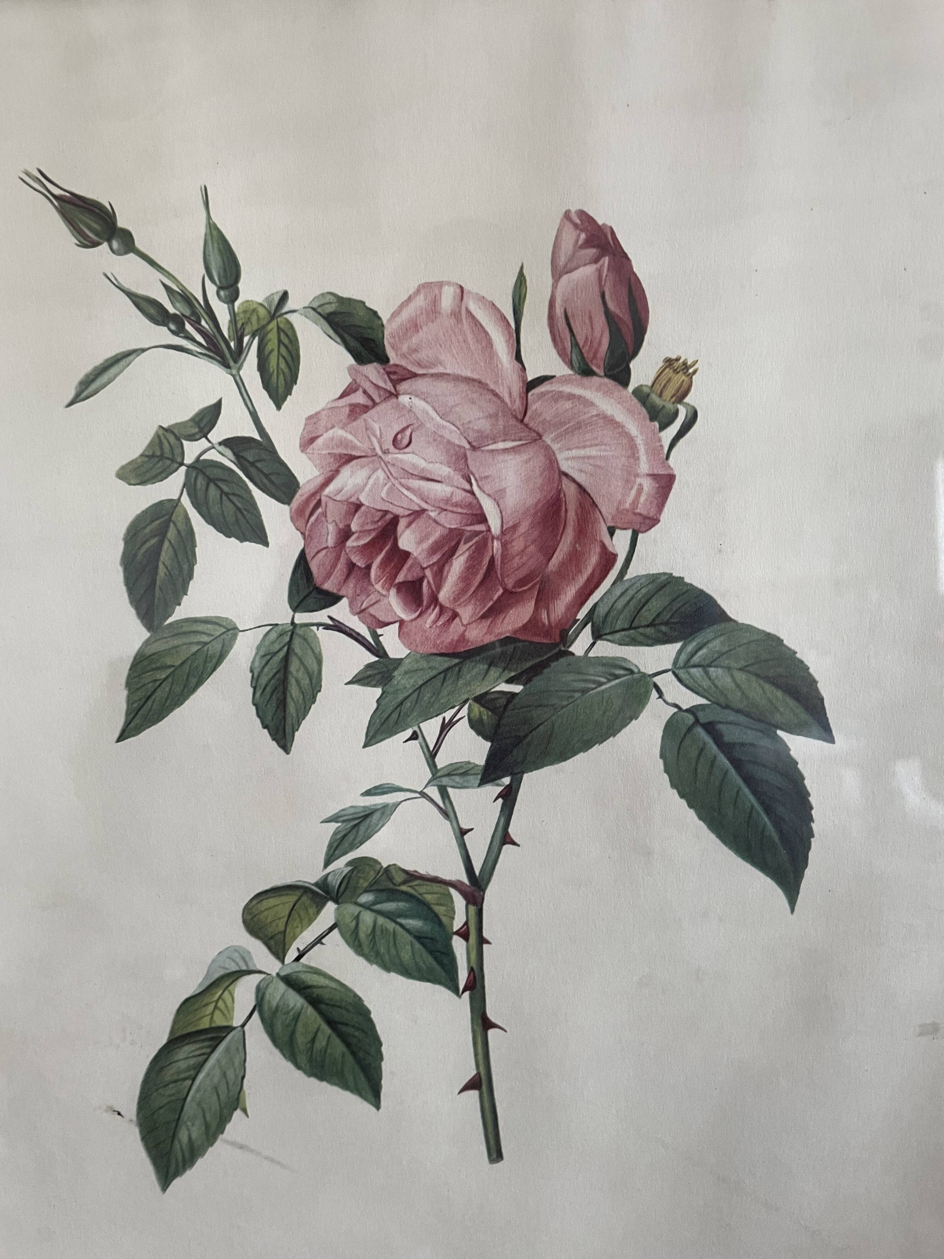 Cadre illustration botanique redouté rosier des indes