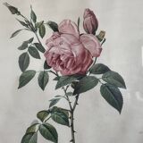 Frame Botanical illustration Dreaded rose of the Indies