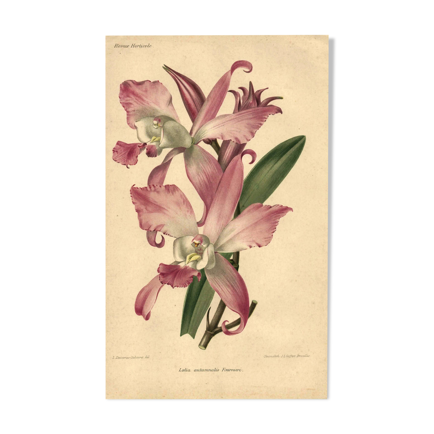 Botanical lithograph from 1896 by L. Descamps-Sabouret • Lælia - Engraving
