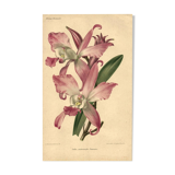 Botanical lithograph from 1896 by L. Descamps-Sabouret • Lælia - Engraving