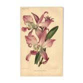 Lithographie botanique de 1896 par L. Descamps-Sabouret • Lælia - Gravure