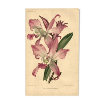 Botanical lithograph from 1896 by L. Descamps-Sabouret • Lælia - Engraving