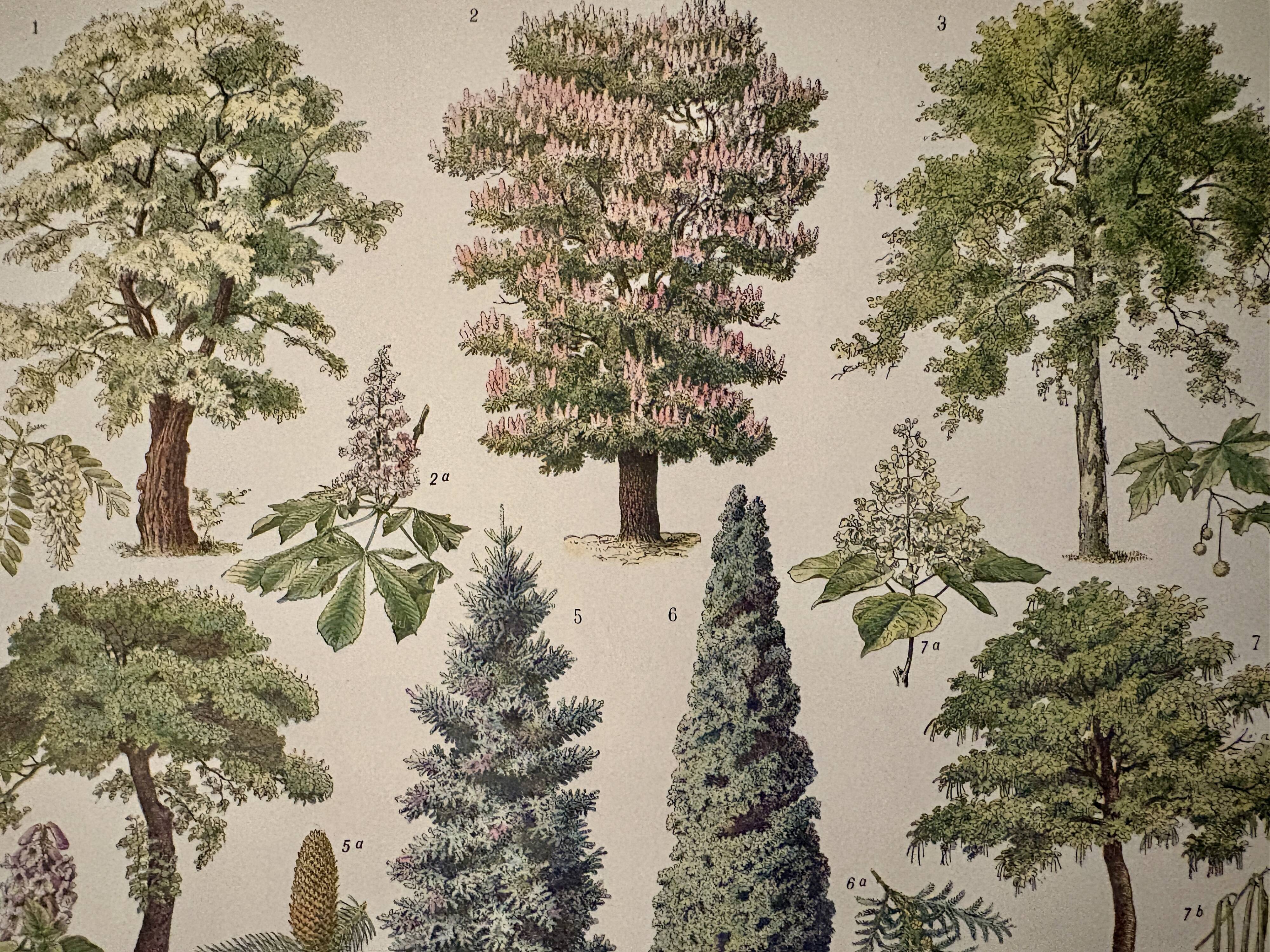 Lithograph on gardens (robinia) - 1930