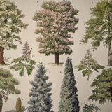 Lithograph on gardens (robinia) - 1930