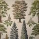 Lithograph on gardens (robinia) - 1930
