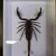 Scorpion naturalisé sous verre