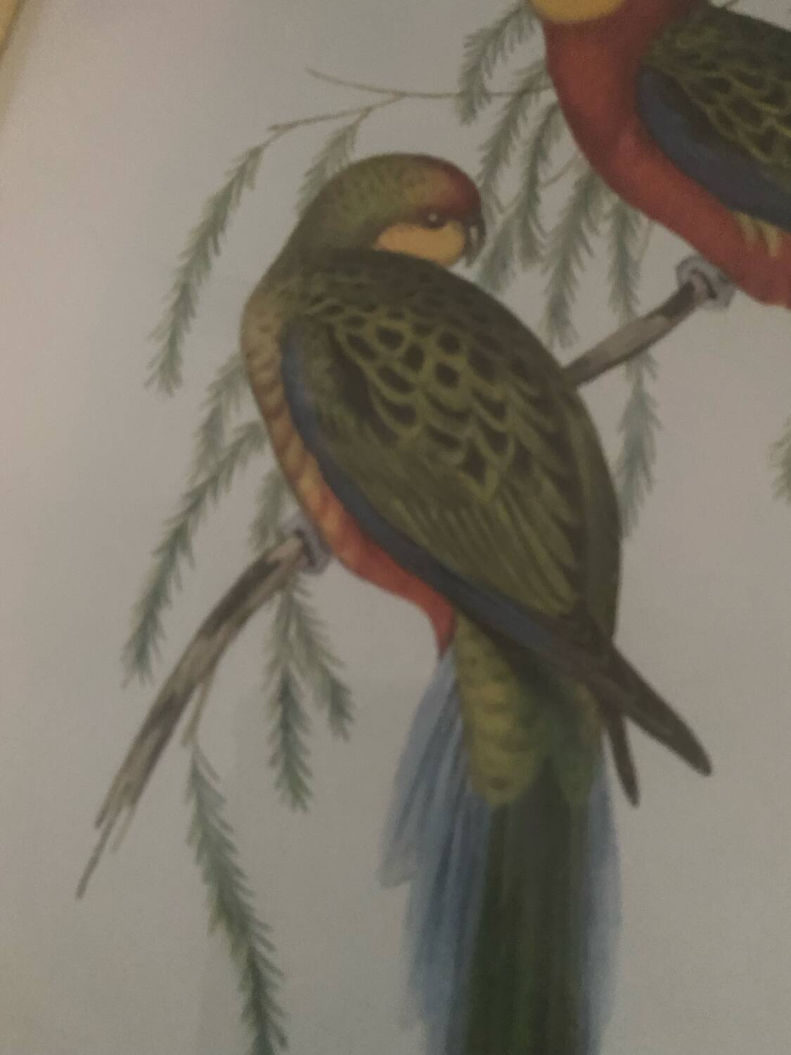 Cadre lithographie Platycercus Icterotis de J Gould & H C Richter