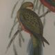 Cadre lithographie Platycercus Icterotis de J Gould & H C Richter