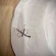 Set of 6 Earthenware Plates Martres Tolosane Moustiers Antique Tableware 19th Century