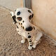 Glazed ceramic statue of a Dalmatian dog – Italy, circa 1970
