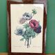 Vintage frame drawing of anemones by Redouté.