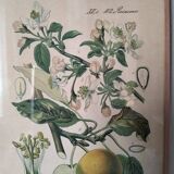 Botanical framework apple tree