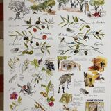 Poster - The Neighbours of the Olive Tree: From Olive to Oil - Provence