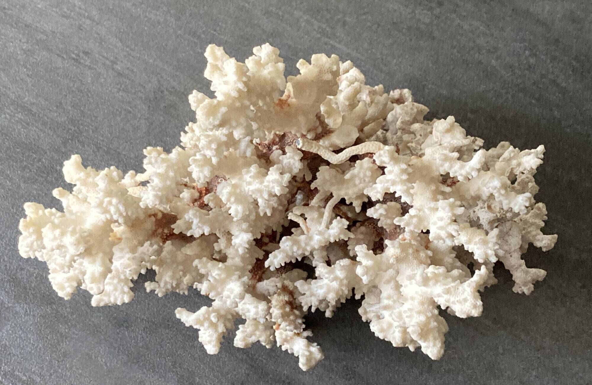 Corail blanc grand modèle 1960 sur bois sculpté