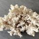 Corail blanc grand modèle 1960 sur bois sculpté