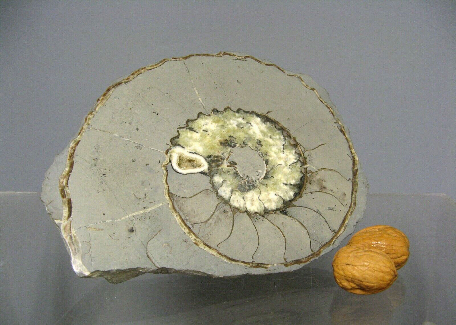 Minerals collection - polished fossil ammonite - 2,215 kg