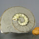 Minerals collection - polished fossil ammonite - 2,215 kg
