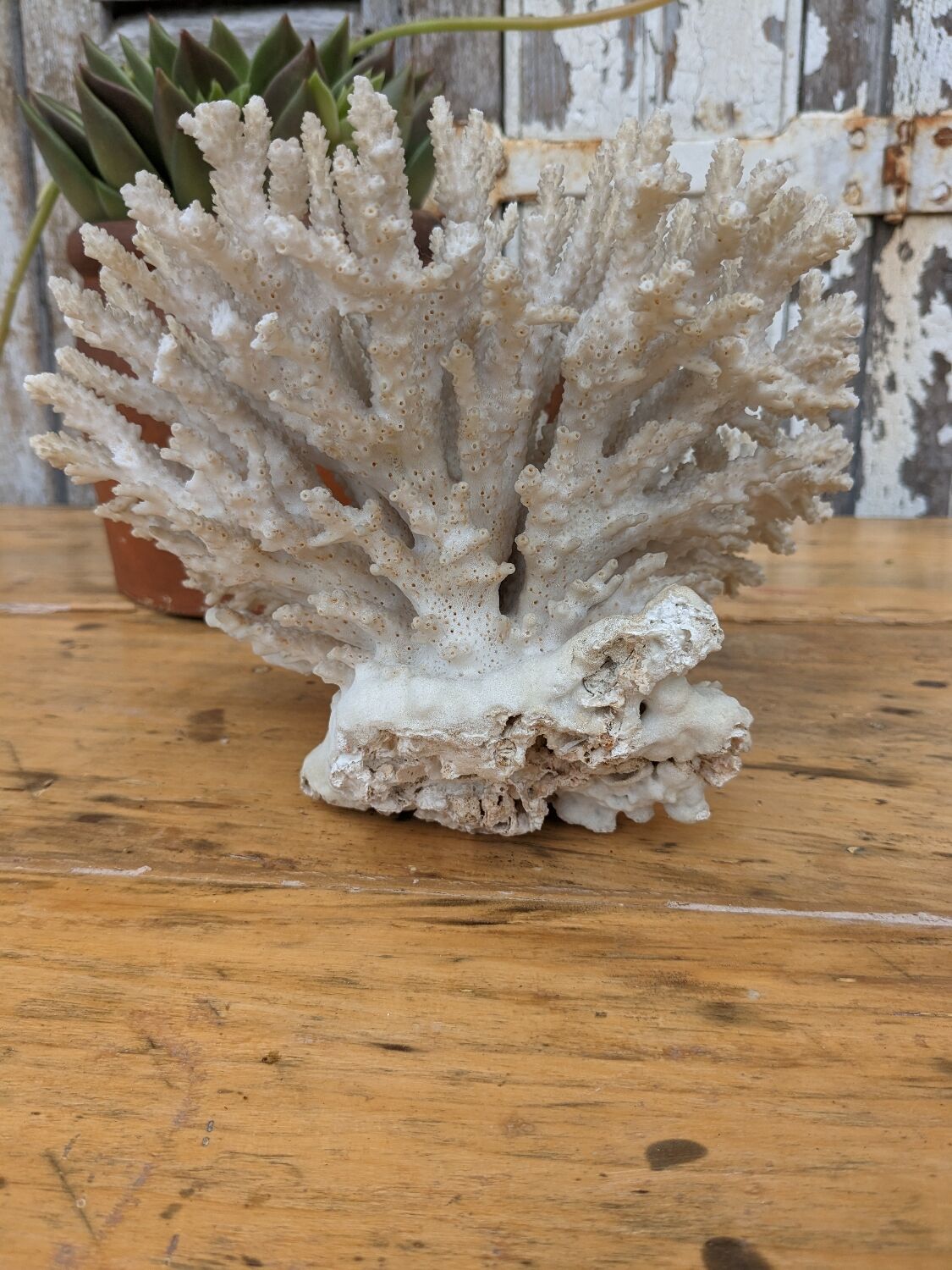 Brush coral