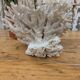 Brush coral