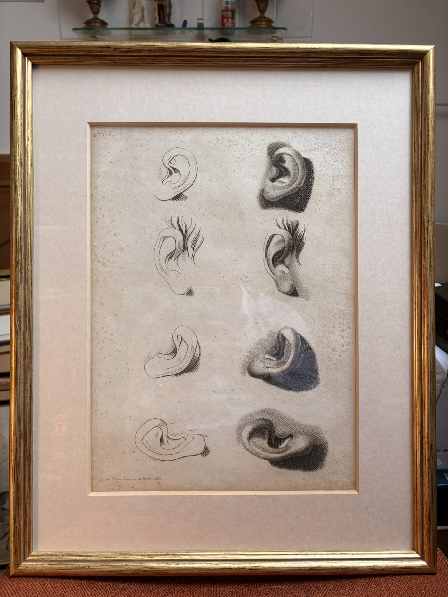 Old Print Engraving 19th Century Study Sketch Ear Nature Barbier L'Ainé