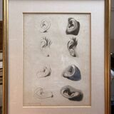 Old Print Engraving 19th Century Study Sketch Ear Nature Barbier L'Ainé