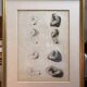 Old Print Engraving 19th Century Study Sketch Ear Nature Barbier L'Ainé