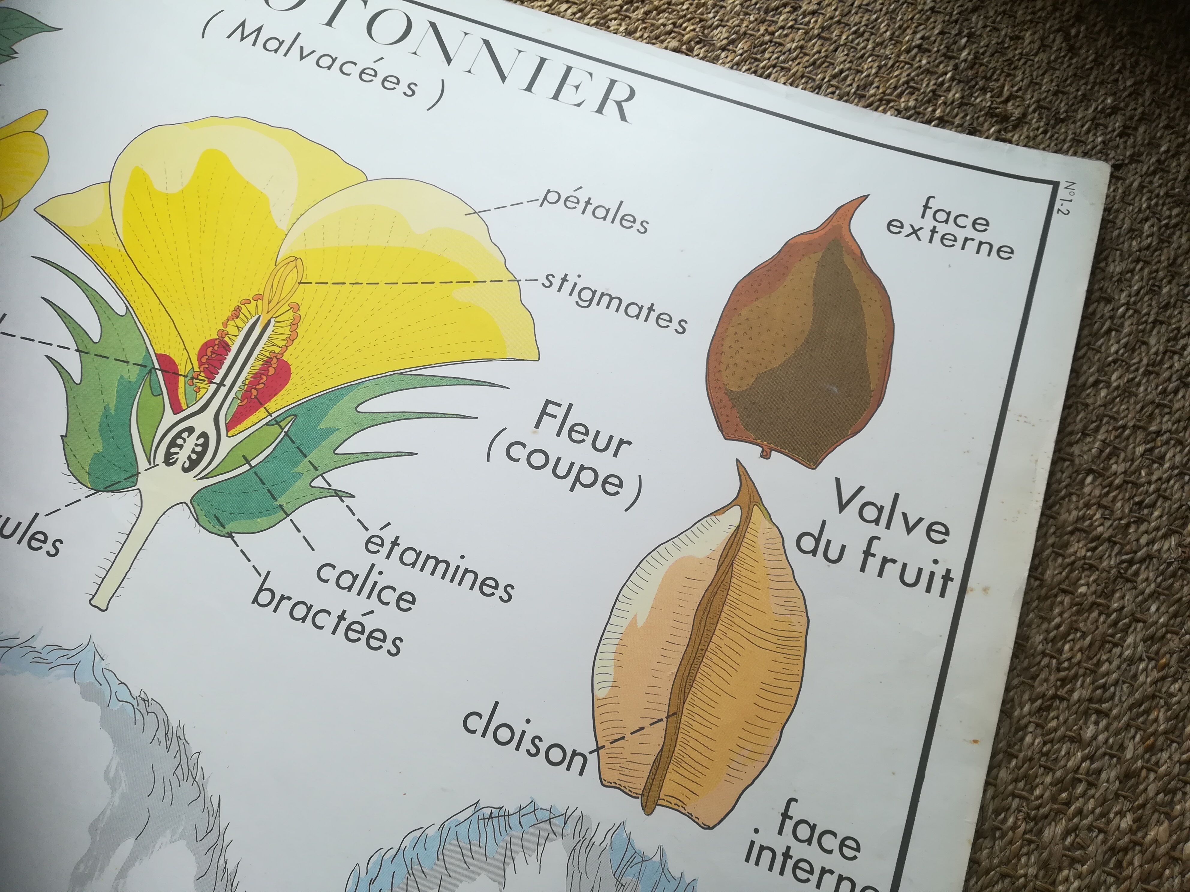 Affiche pédagogique Rossignol "Le cotonnier et le manguier" vintage.