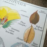 Rossignol pedagogical poster "The cotton tree and the mango tree" vintage.