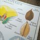 Rossignol pedagogical poster "The cotton tree and the mango tree" vintage.