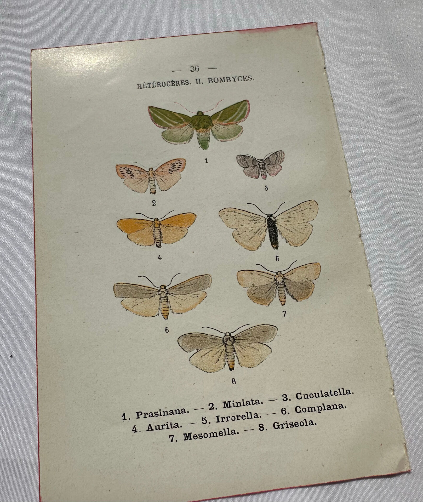 Gravure naturaliste  Papillon 19eme affiche botanique originale 1800