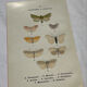 Gravure naturaliste  Papillon 19eme affiche botanique originale 1800