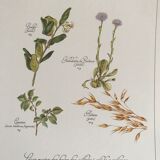 Vintage botanical board