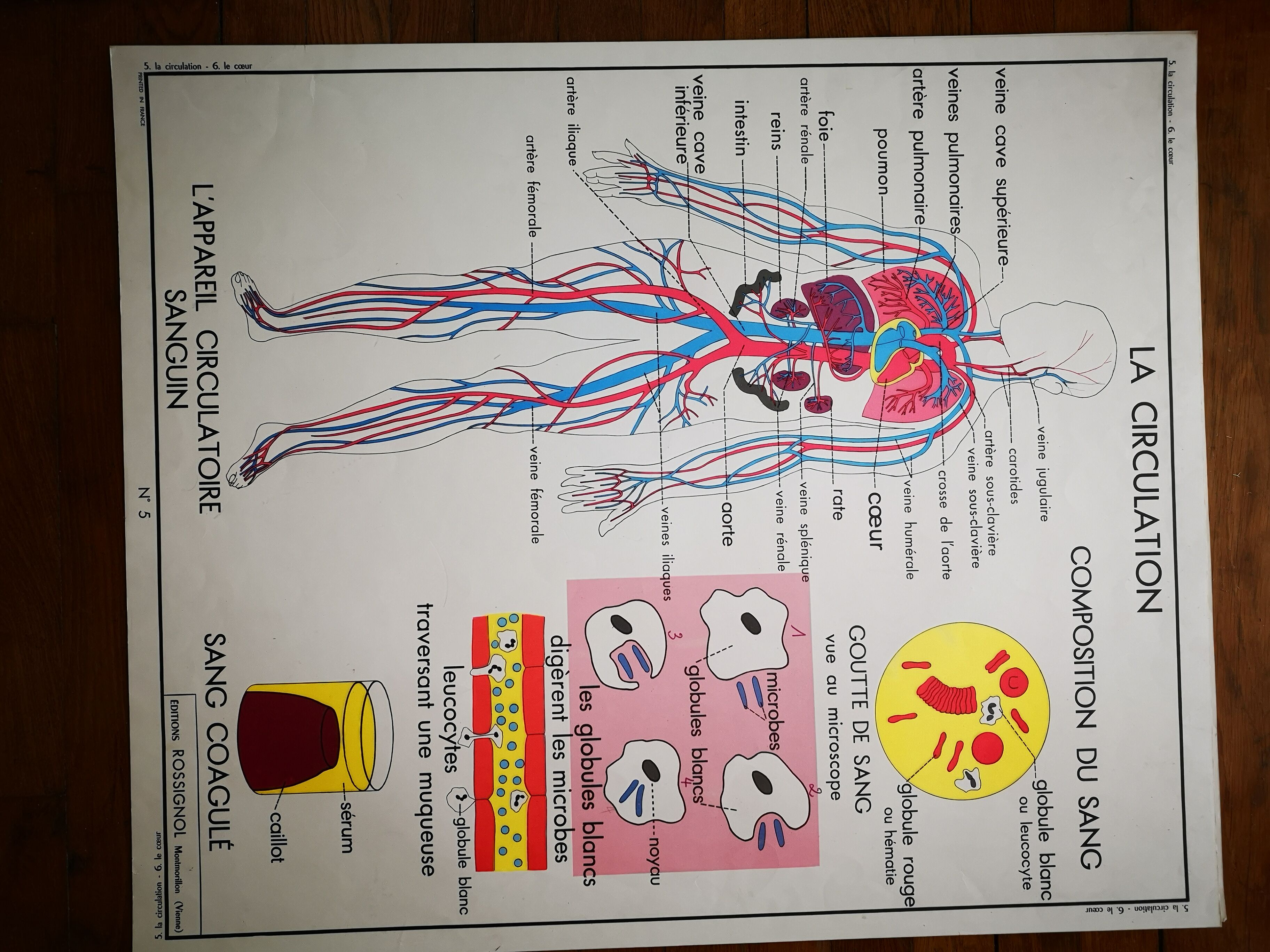 Ancienne affiche scolaire vintage Rossignol anatomie médecine