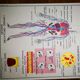 Ancienne affiche scolaire vintage Rossignol anatomie médecine