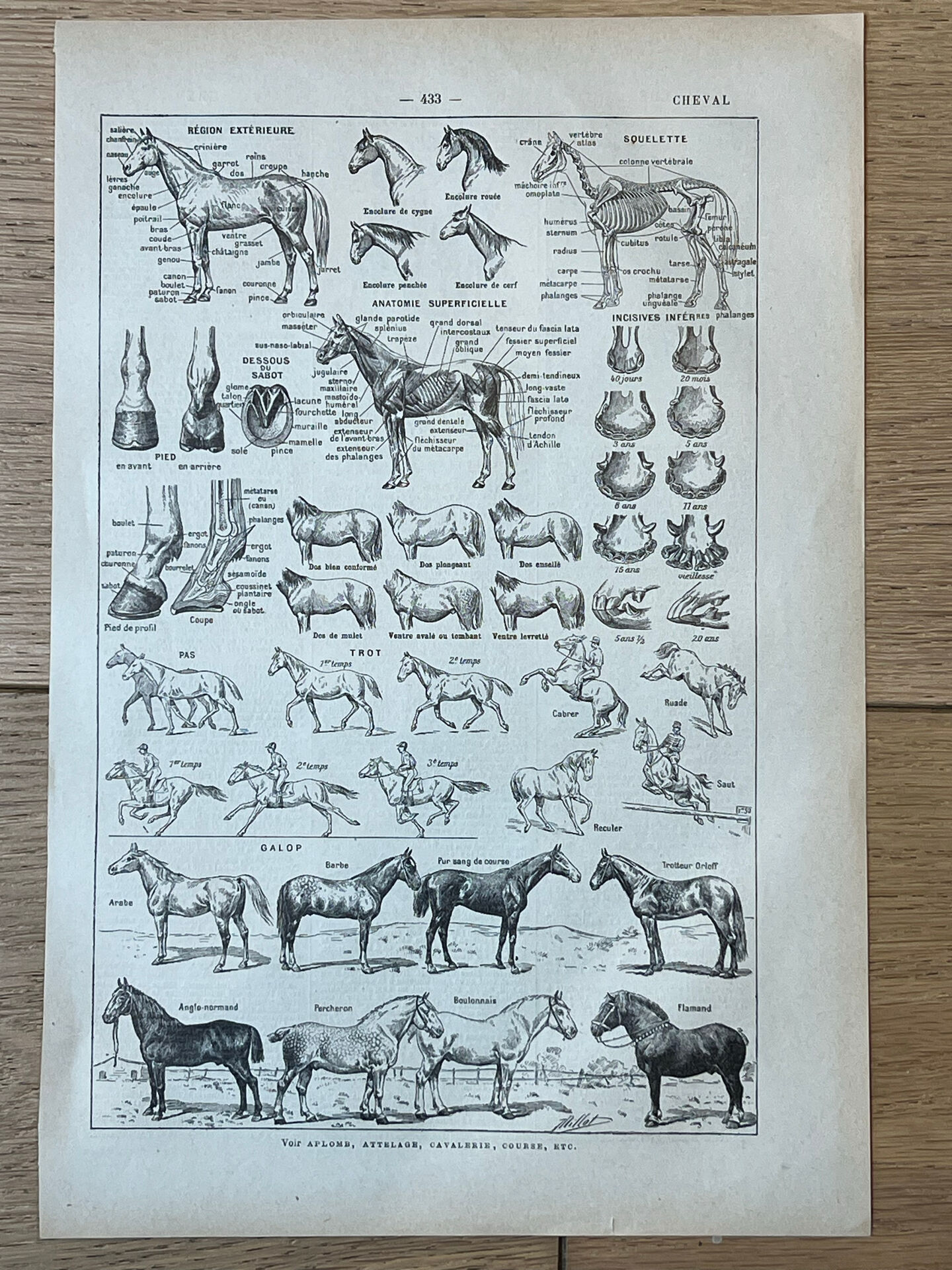 Planche “Cheval” - anatomie, allures, races 20x29cm