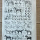 Planche “Cheval” - anatomie, allures, races 20x29cm