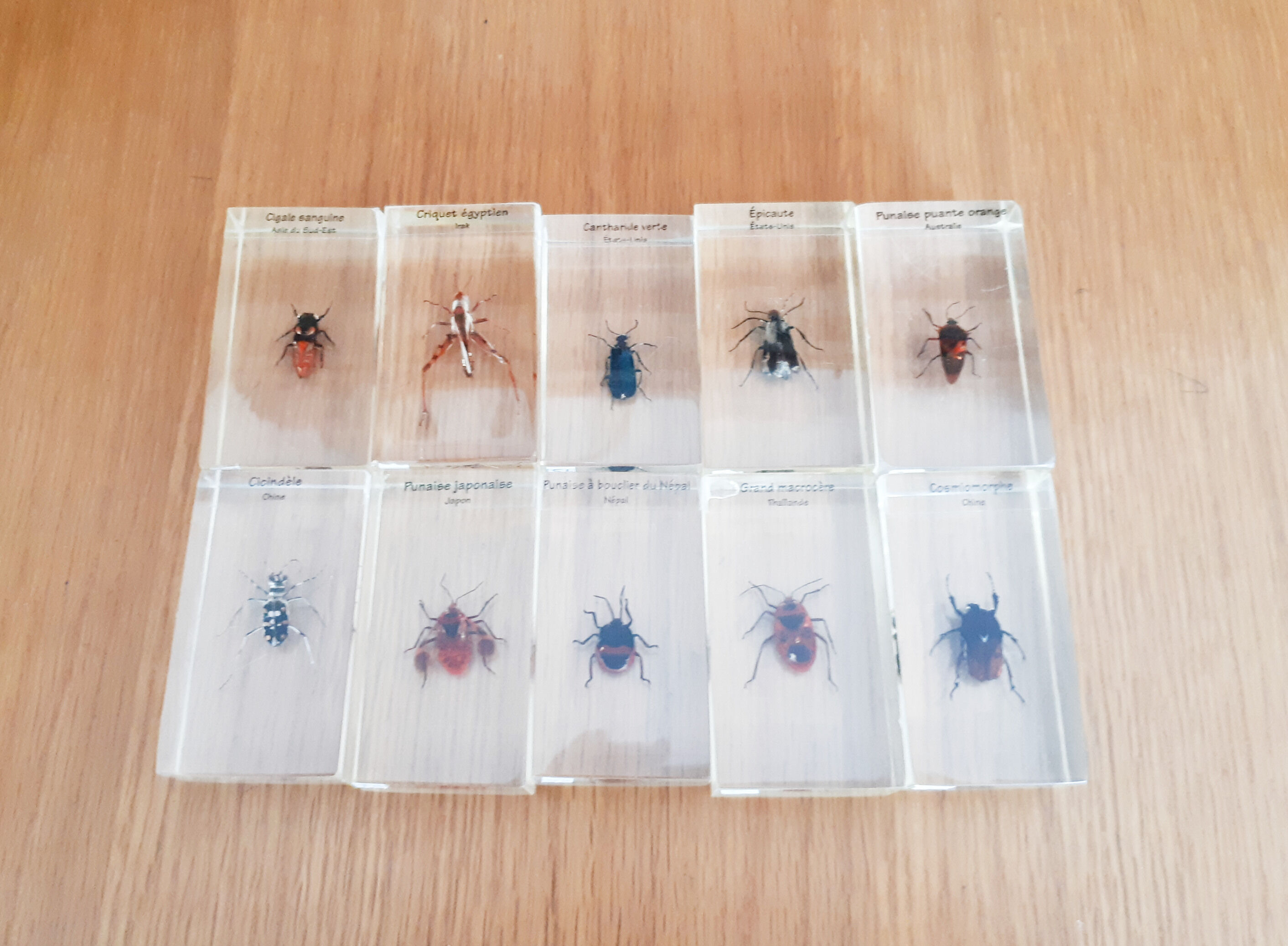 Lot de 10 véritables insectes en inclusion de résine