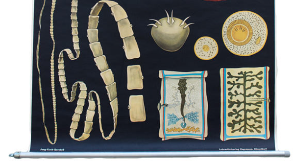 Affiche de l’école par Jung-Koch-Quentell, vermes, protozoaires, 1969