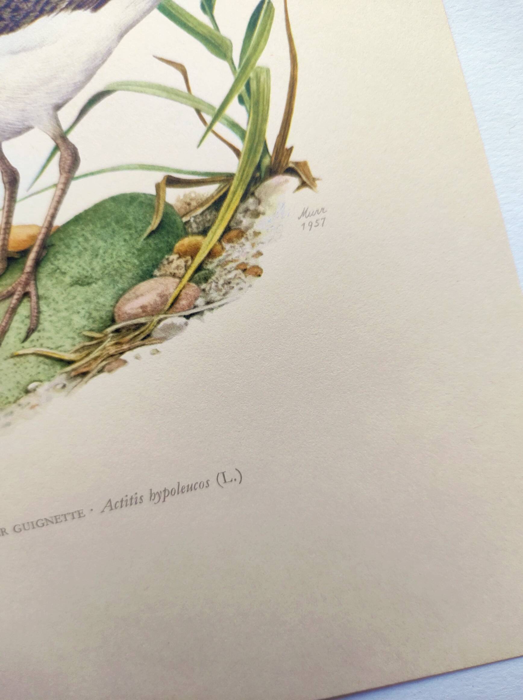 Antique bird illustration from the 1960s - Common Sandpiper - Plate