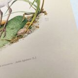 Antique bird illustration from the 1960s - Common Sandpiper - Plate