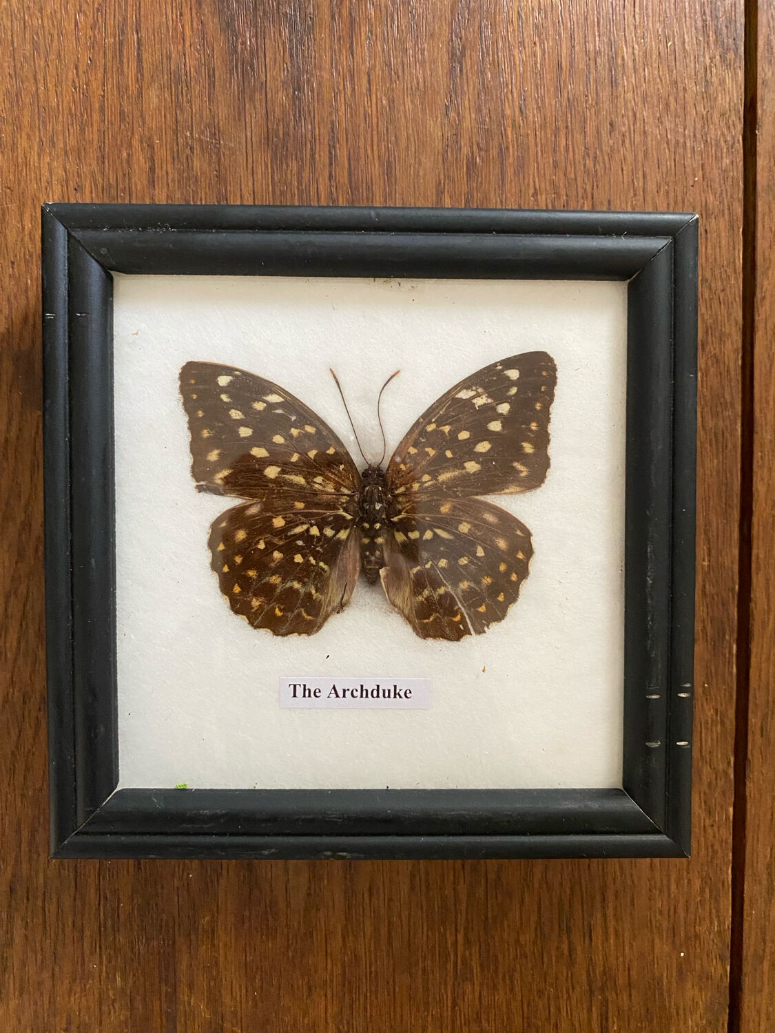 Framed butterfly specimen The Archduke.