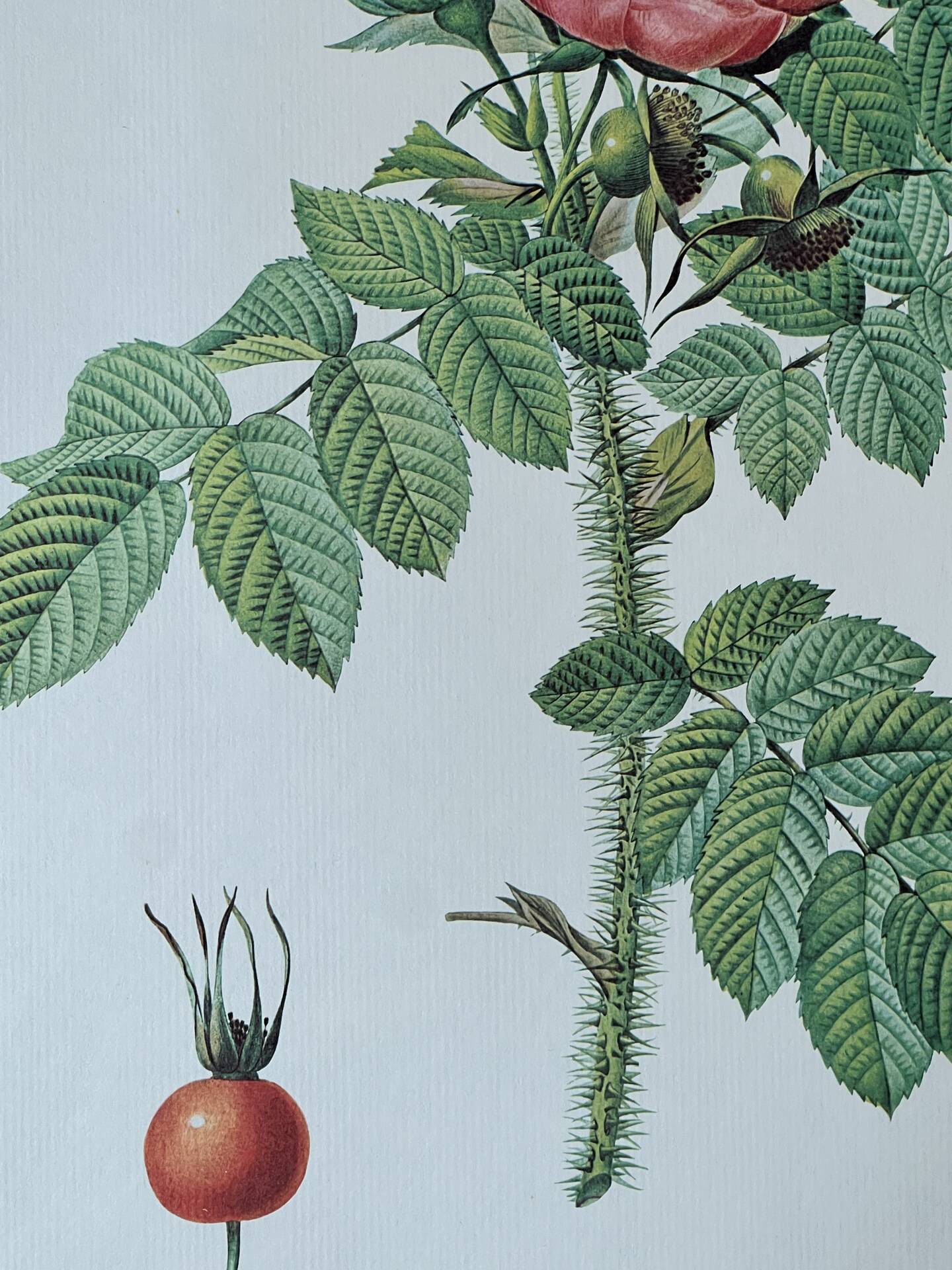 Planche botanique - Rosier du Kamtschatka - 40,4x29,9cm