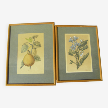 Deux gravures décoratives "fruit et fleur"